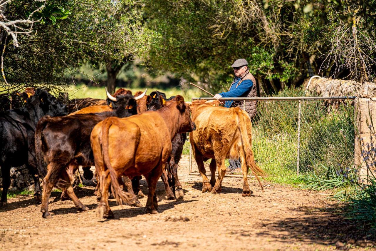 פלניטקס Finca Agroturismo Son Menut מראה חיצוני תמונה