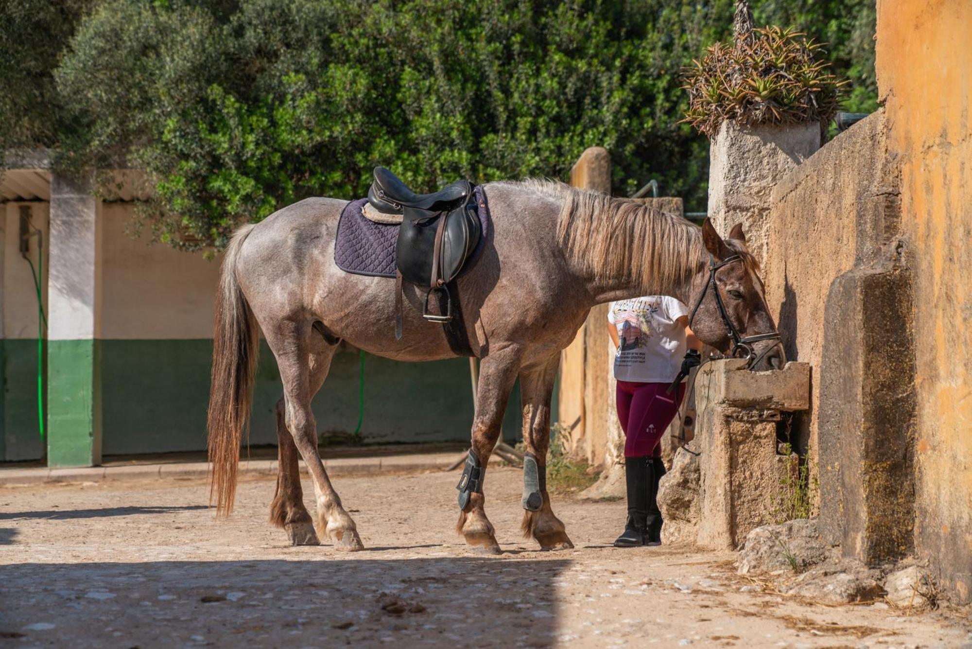 פלניטקס Finca Agroturismo Son Menut מראה חיצוני תמונה